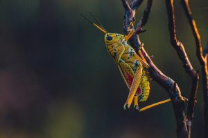 insect-1031083_960_720
